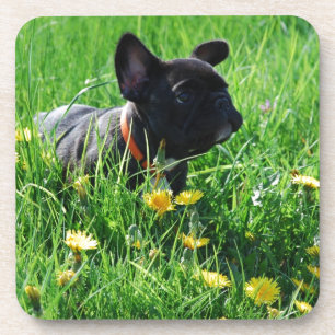 Französische Bulldogge auf Wiese French Bulldog Getränkeuntersetzer