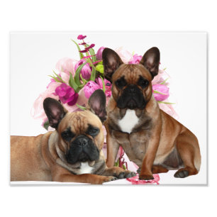 Französische Bulldogge Blumen French Bulldog Feier Fotodruck