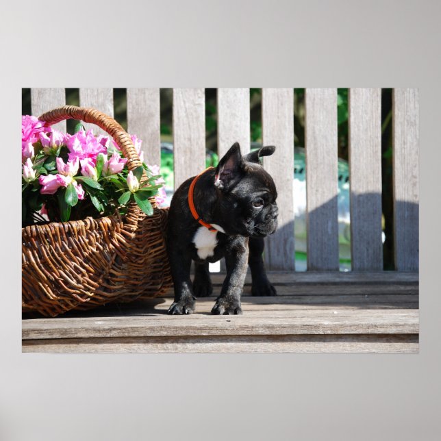 Französische Bulldogge Blumenkorb Bulldog Poster (Vorne)