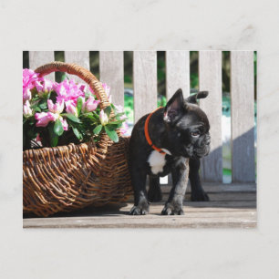 Französische Bulldogge Blumenkorb French Bulldog Postkarte