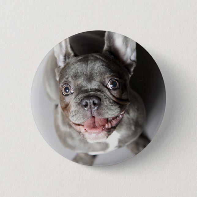 Französische Bulldogge Button (Vorderseite)