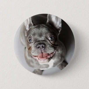 Französische Bulldogge Button