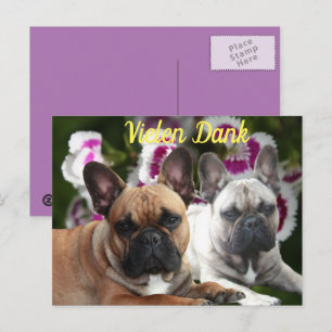 Französische Bulldogge Danke French Bulldog  Postkarte