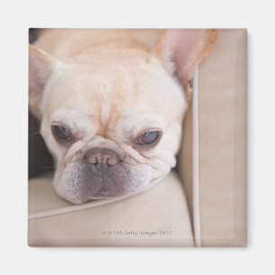 Französische Bulldogge, die auf Sofa stillsteht Magnet