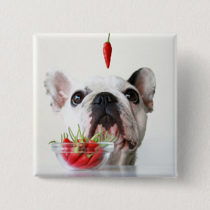 Französische Bulldogge, die einen roten Pfeffer Button