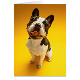 Französische Bulldogge, die oben schaut