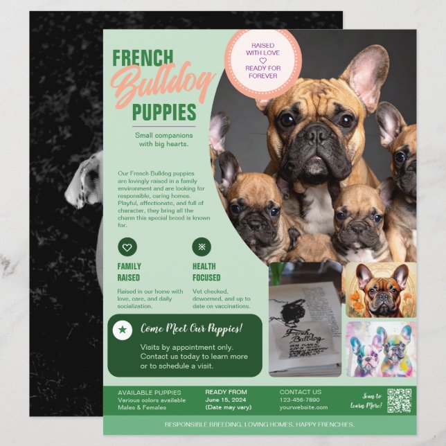 Französische Bulldogge Flyer Lila  (Vorne/Hinten)
