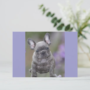 Französische Bulldogge Geburtstag French Bulldog Save The Date
