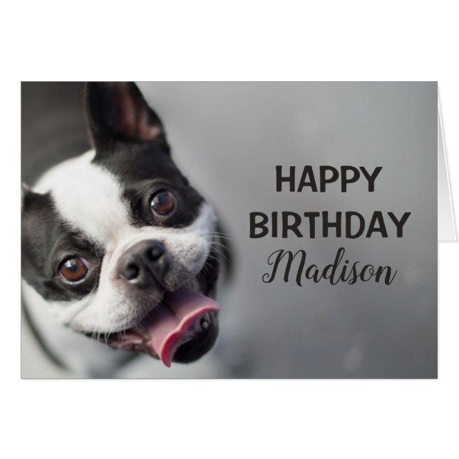 Französische Bulldogge Getty Bild-| (Vorderseite (Horizontal))