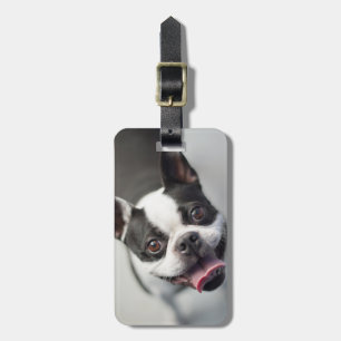 Französische Bulldogge Getty Bild- Gepäckanhänger