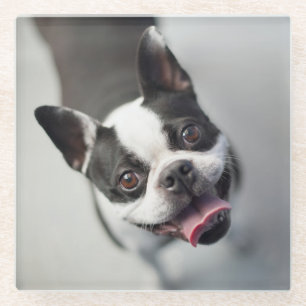 Französische Bulldogge Getty Bild- Glasuntersetzer