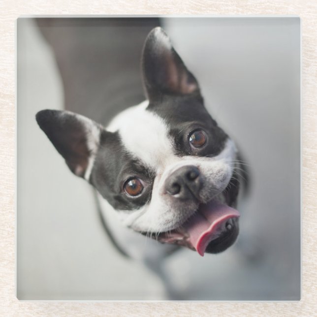 Französische Bulldogge Getty Bild-| Glasuntersetzer (Vorderseite)