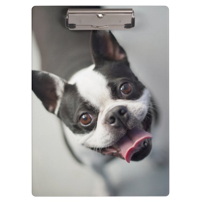 Französische Bulldogge Getty Bild-| Klemmbrett (Vorderseite)