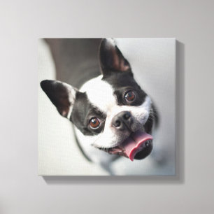 Französische Bulldogge Getty Bild-  Leinwanddruck
