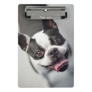 Französische Bulldogge Getty Bild- Mini Klemmbrett
