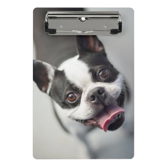 Französische Bulldogge Getty Bild-| Mini Klemmbrett (Vorderseite)