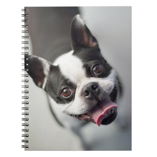 Französische Bulldogge Getty Bild-| Notizblock (Vorderseite)
