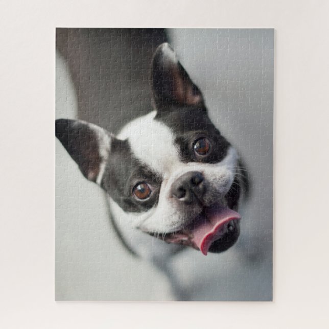 Französische Bulldogge Getty Bild-| Puzzle (Vertikal)