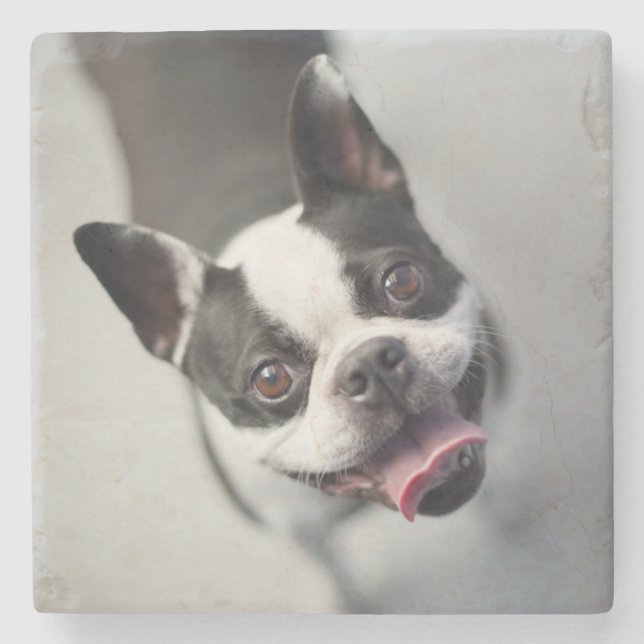 Französische Bulldogge Getty Bild-| Steinuntersetzer (Vorderseite)