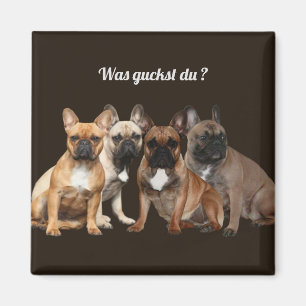 Französische Bulldogge Hundefamilie  Magnet