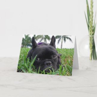 Französische Bulldogge im Gras Karte