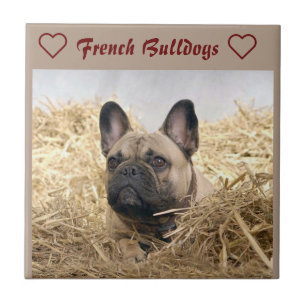Französische Bulldogge im Stroh French Bulldog  Fliese