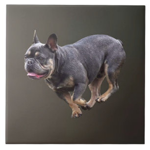 Französische Bulldogge läuft Fliese