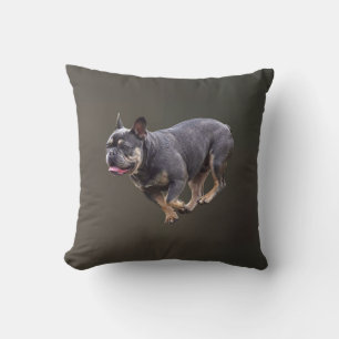 Französische Bulldogge läuft Kissen