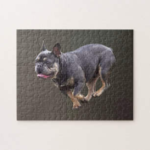 Französische Bulldogge läuft Puzzle