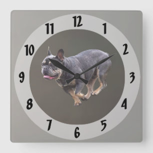 Französische Bulldogge läuft Quadratische Wanduhr