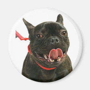 Französische Bulldogge Magnet