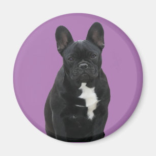 Französische Bulldogge Magnet