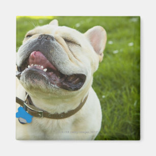Französische Bulldogge Magnet
