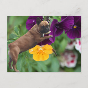Französische Bulldogge mit Blumen French Bulldog Postkarte