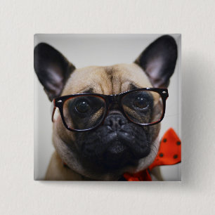 Französische Bulldogge mit Gläsern und Button