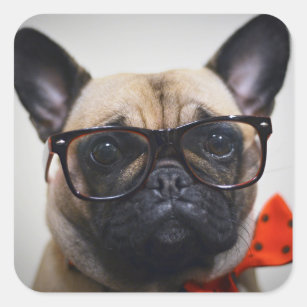 Französische Bulldogge mit Gläsern und Quadratischer Aufkleber