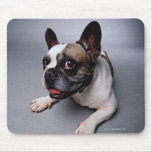 Französische Bulldogge Mousepad