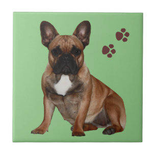 Französische Bulldogge Pfote French Bulldog Fliese