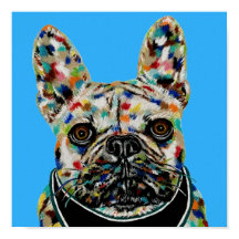 Französische Bulldogge Porträt