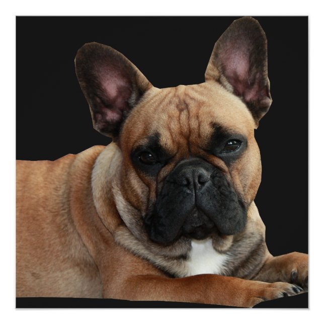 Französische Bulldogge Poster (Vorderseite)