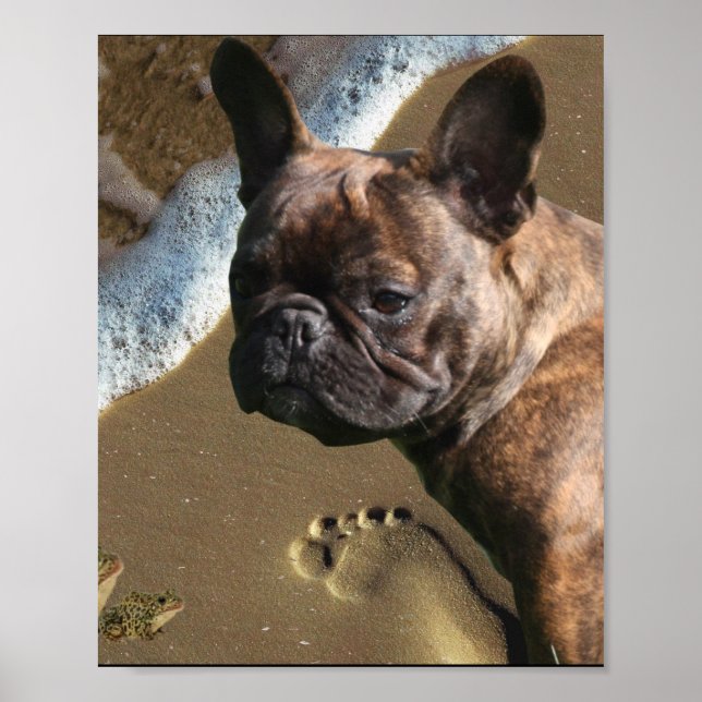 Französische Bulldogge Poster  (Vorne)