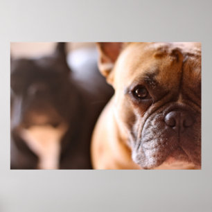 Französische Bulldogge Poster