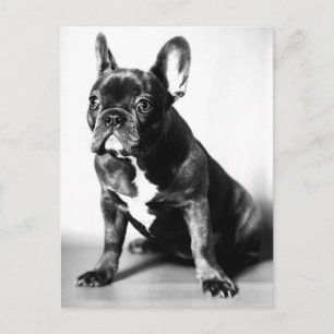 Französische Bulldogge Postkarte