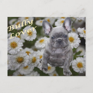 Französische Bulldogge Postkarte