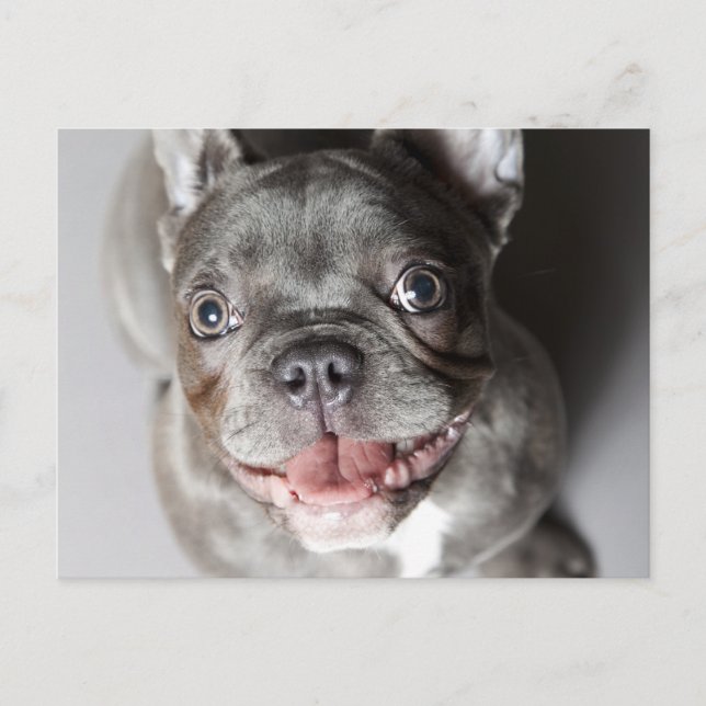 Französische Bulldogge Postkarte (Vorderseite)