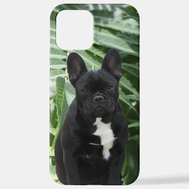 Französische Bulldogge schwarz French Bulldog iPhone Hülle (Rückseite)