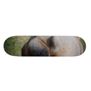 Französische Bulldogge Skateboard