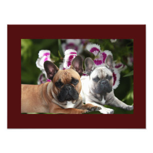 Französische Bulldogge Sommer French Bulldog Fotodruck
