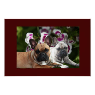 Französische Bulldogge Sommer French Bulldog Poster