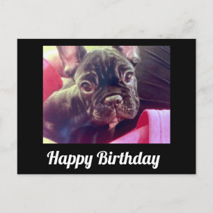 Französische Bulldogge Süß Alles Gute zum Geburtst Postkarte